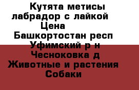 Кутята метисы лабрадор с лайкой.  › Цена ­ 500 - Башкортостан респ., Уфимский р-н, Чесноковка д. Животные и растения » Собаки   